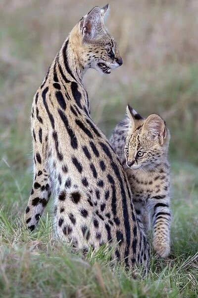 Mother & Cub