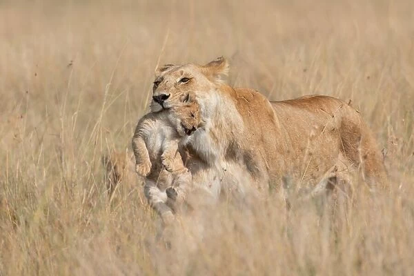 Mother Lioness