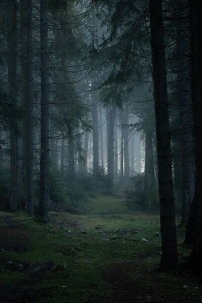 Mysterious forest