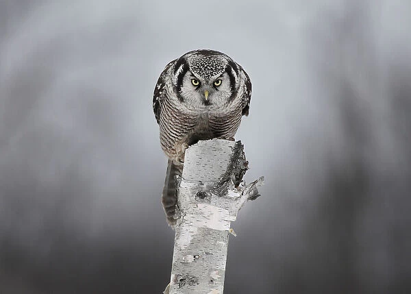 Northern Hawk-Owl - Stare down