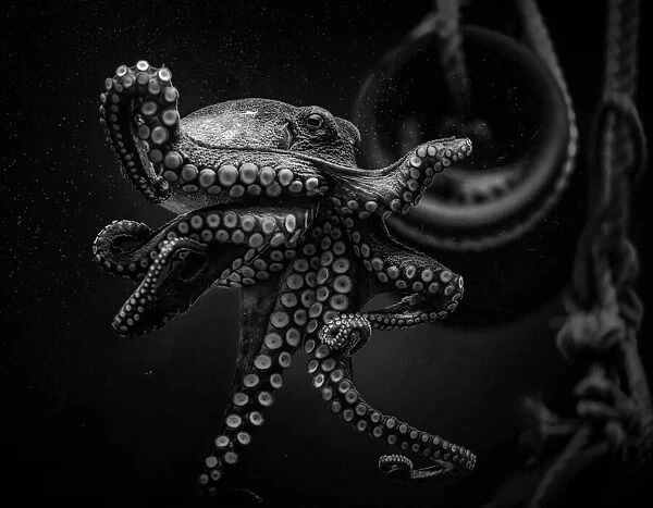 Octopus. jealousy