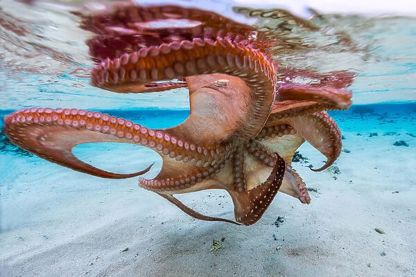 The octopus underside