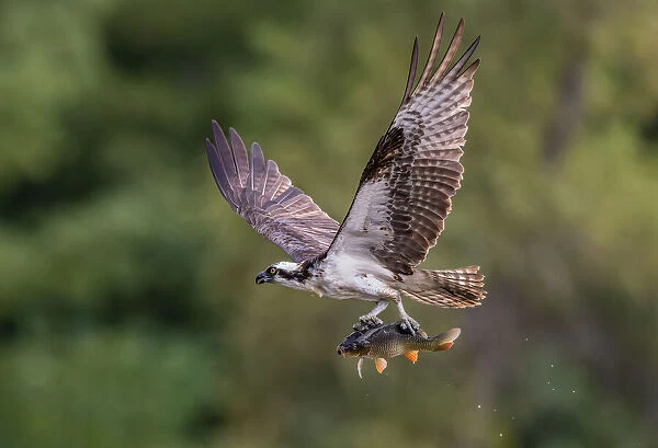 Osprey with catch. Donald Luo