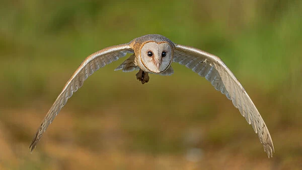 Owl: look me in the eyes