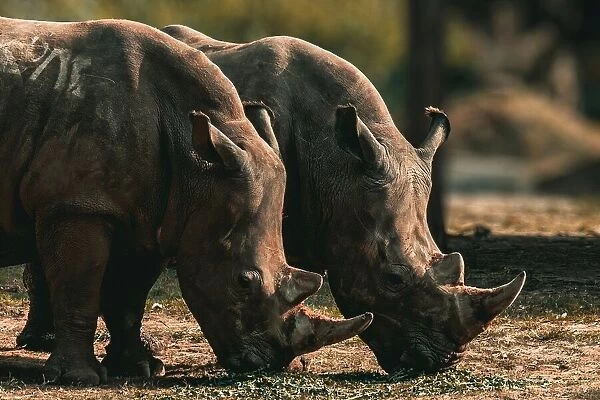 Pair of African Rhinoceroses