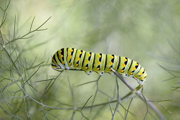 Papilio polyxenes caterpillar