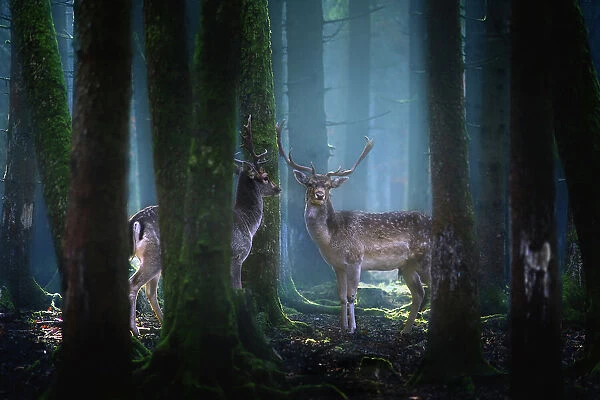 Deers. Patrick Aurednik