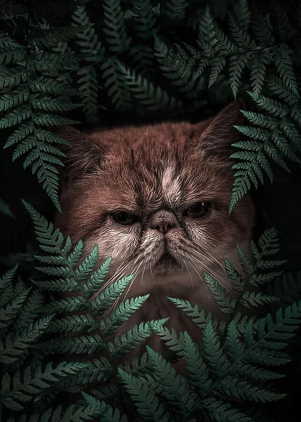 Peaknose Cat In Ferns