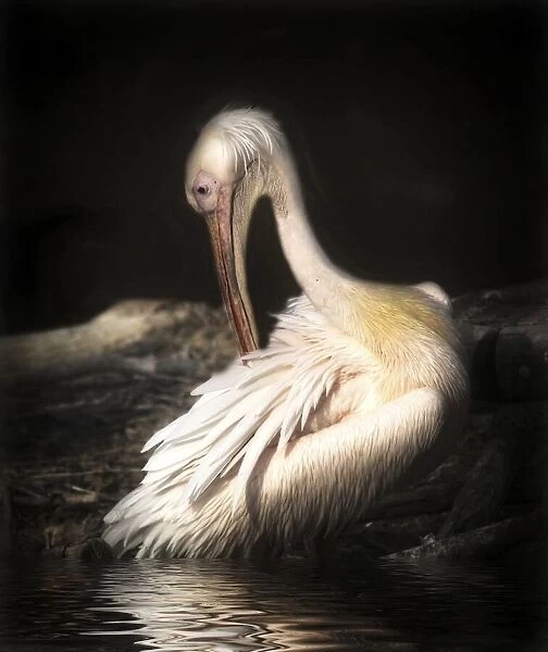 pelican. Anna Cseresnjes