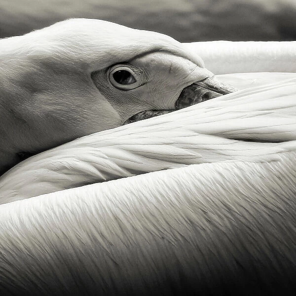 pelican. Riccardo Berg