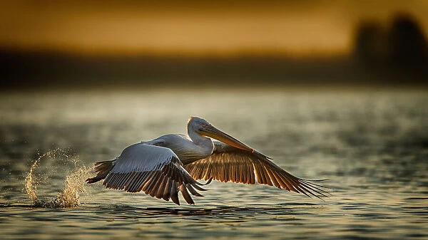 Pelican take off... 2