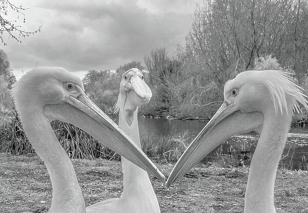 Pelican trio