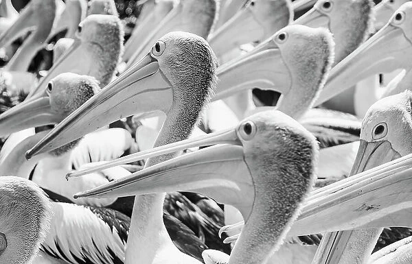Pelicans. Andi Halil