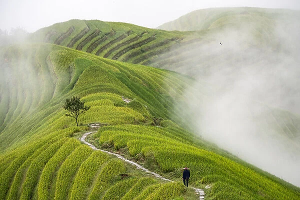 Ping'an rice terraces