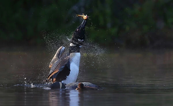 Pisces Rising - Common loon with fish