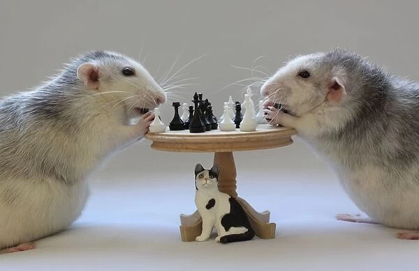 Playing Chess!
