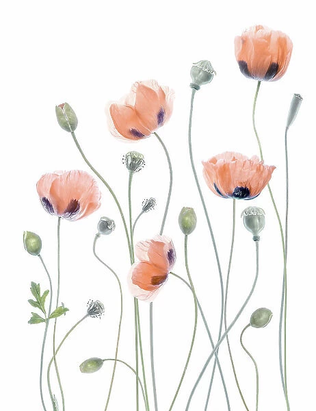 Poppies. Mandy Disher