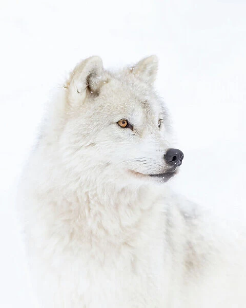 Portrait of an Arctic Wolf