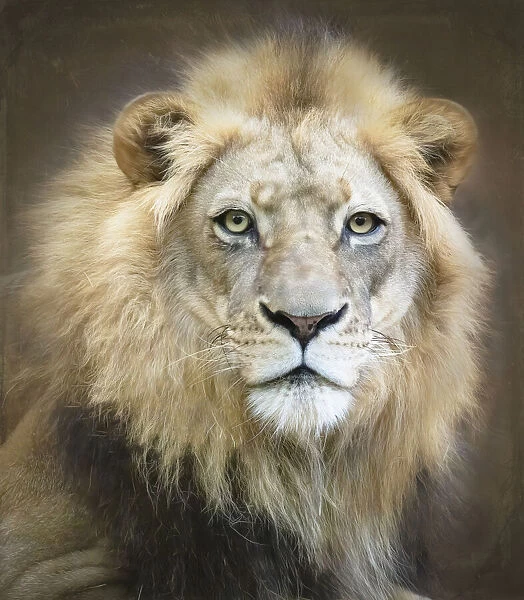 Portrait of a Young Male Lion