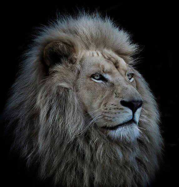 Proud Lion