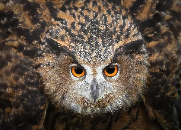 PUFFING. European Eagle Owl is Puffing when she feels about something threatening