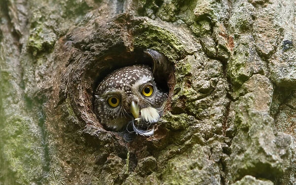 Pygmy Owl, Ex Bird & a Snail