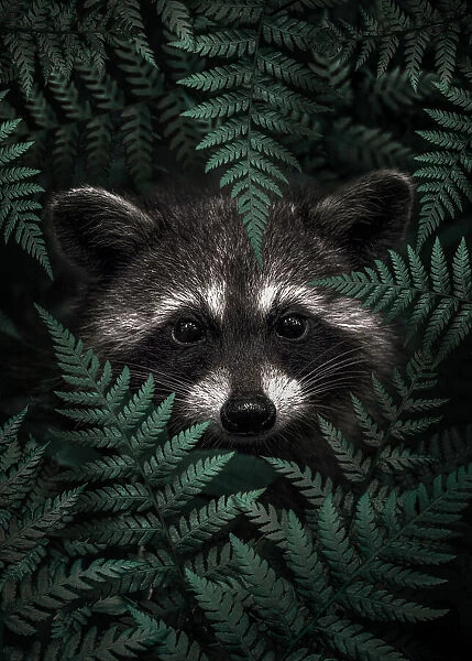 Raccoon In The Forest