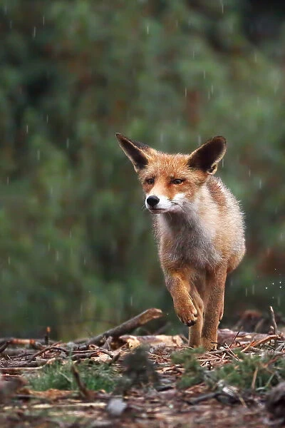 Rain fox. Nicolás Merino