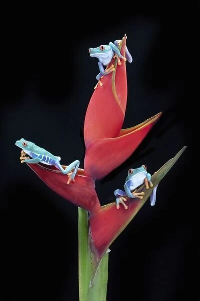 Three Red Eyed Tree Frogs