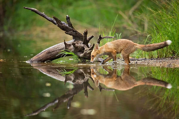 Red Fox. Milan Zygmunt