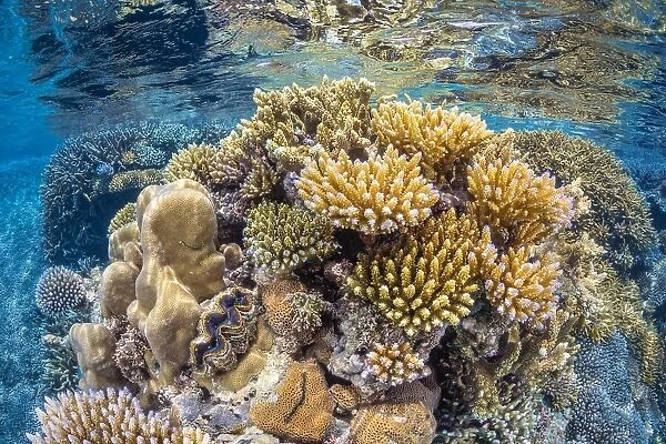 Reef of Mayotte
