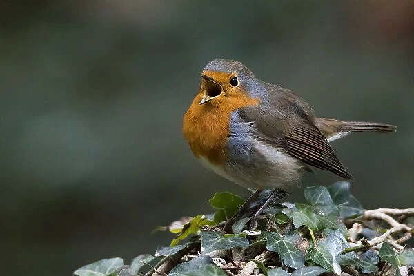 Robin redbreast in the forest