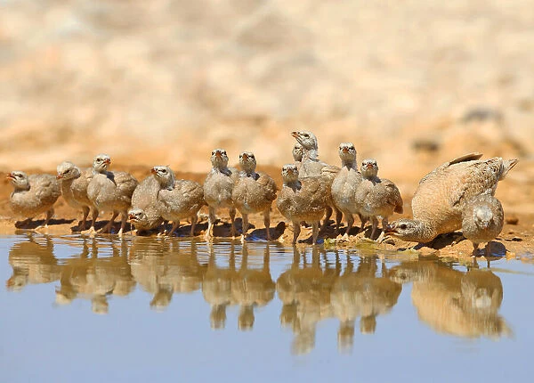 Sand-partridge Family2