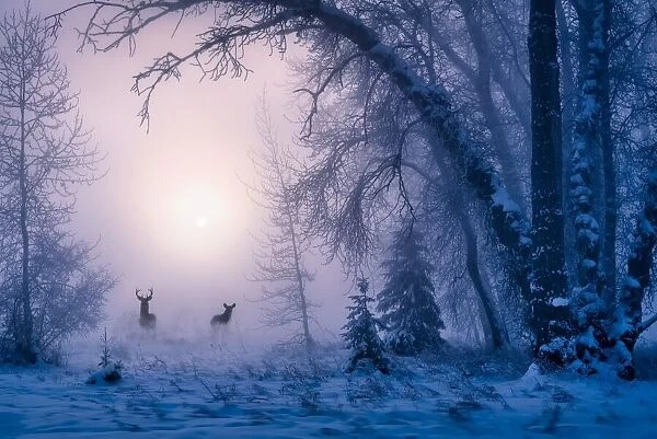 The shadow of deer in the morning fog