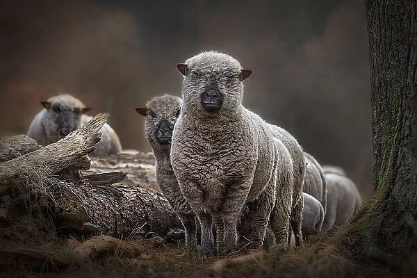 Sheeps. Peter Wagner