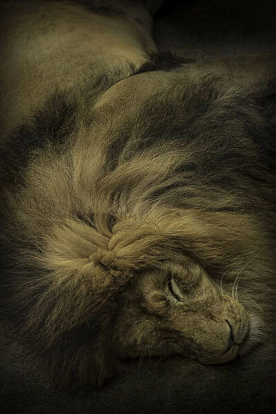 Sleep of the king