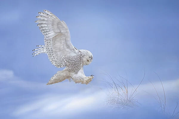 Snow Owl. Tao Huang