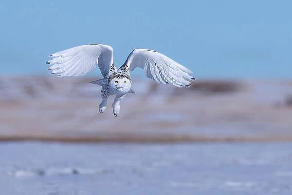 Snow Owl. Jun Zuo