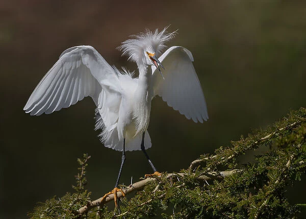 Snowy egret angel