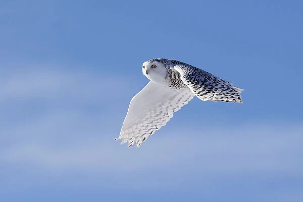 Snowy Owl. Phillip Chang