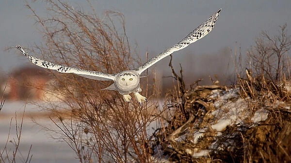 Snowy Owl. D. Sarma