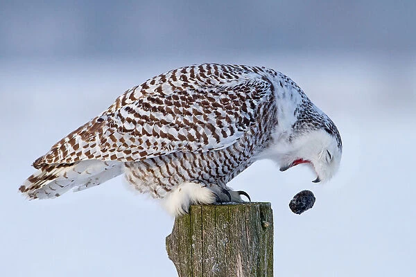 Snowy Owl - Cough it up buddy