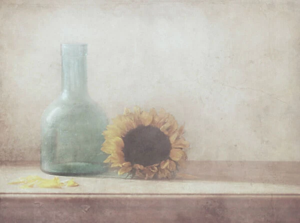 Sunflower. Delphine Devos
