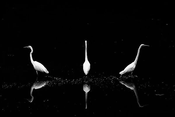 Trio of Egret