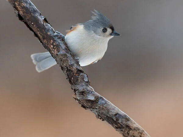 Tufted titmouse bird just coming back from the beauty salon!