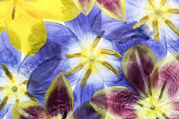 Tulips. Mandy Disher