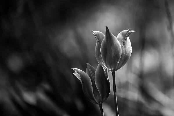 Tulips. Dusan Ljubicic