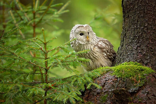 Ural Owl. Milan Zygmunt