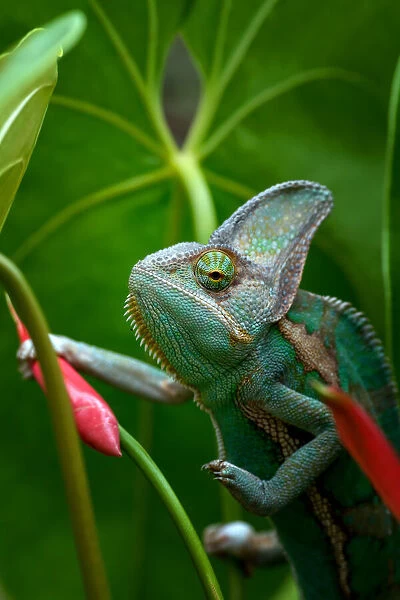 Veiled chameleon in green environment