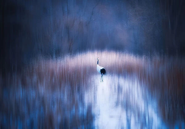 A Wandering Crane